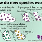 allopatric speciation: new species arise through isolation