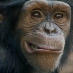 chimpanzees are a lot like humans, but with more chromosomes