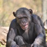 chimpanzees use tools like humans