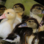 ducklings or goslings
