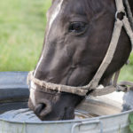 a horse drinking water which is essential to life