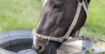 a horse drinking water which is essential to life