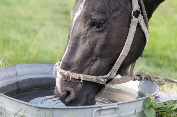 a horse drinking water which is essential to life