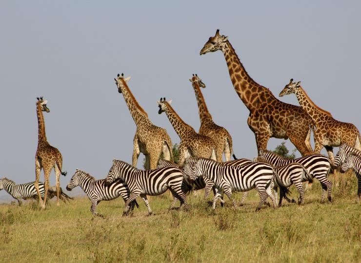 giraffes and zebras