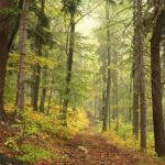 trees in autumn