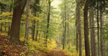 trees in autumn