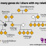 A diagram of how many genes I share with my relatives.
