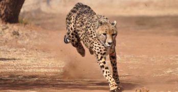 a cheetah running has high fitness