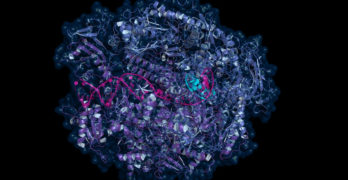 RNA polymerase 2, a protein that reads RNA